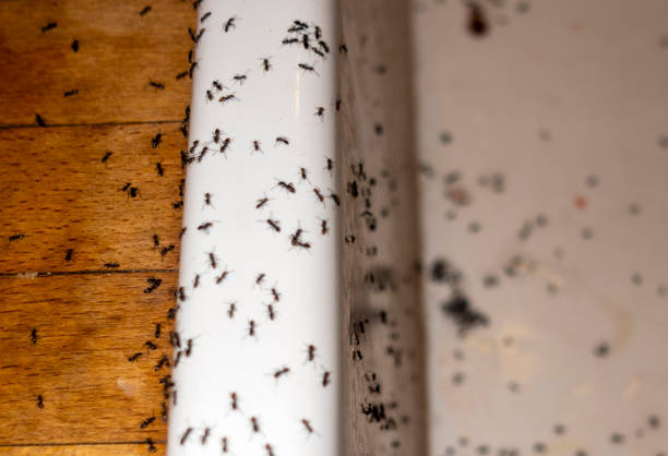 Best Cockroach Control Services  in Pittsfield, IL