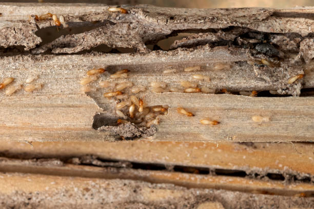 Pest Control Cost in Pittsfield, IL